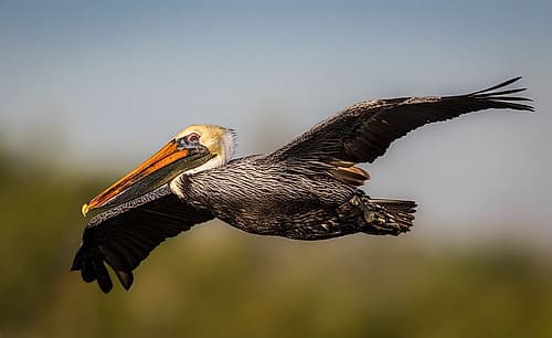 A majestic brown pelican glides across the sky. Art Print